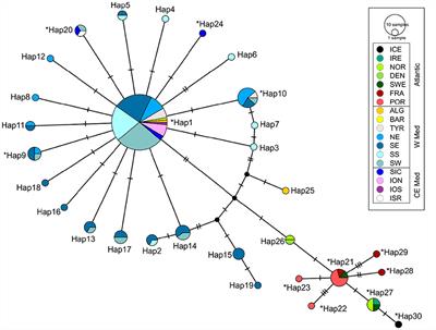 On the genetic diversity of Chimaera monstrosa Linnaeus, 1758 (Chordata, Chondrichthyes, Holocephali) in the Mediterranean Sea